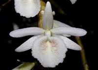 Các loại lan rừng nên trồng Các loại lan rừng nên trồng